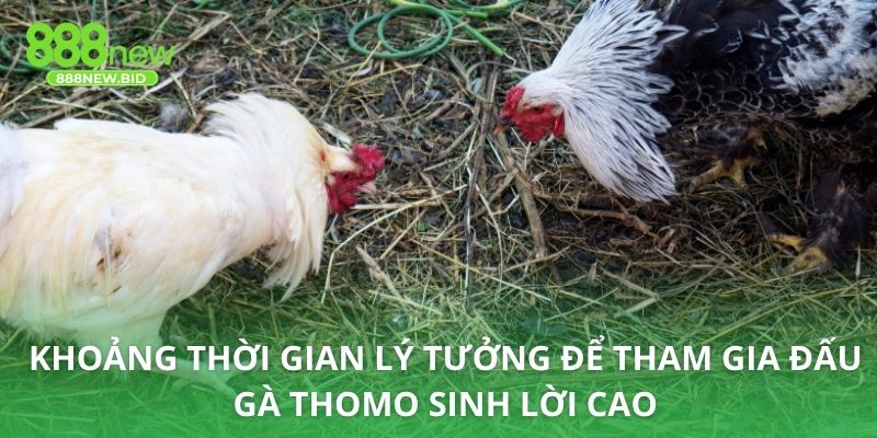 Khoảng thời gian lý tưởng để tham gia đấu gà Thomo sinh lời cao