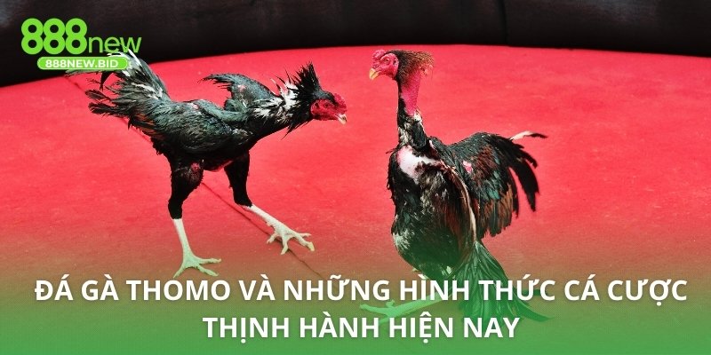 Đá gà Thomo và những hình thức cá cược thịnh hành hiện nay