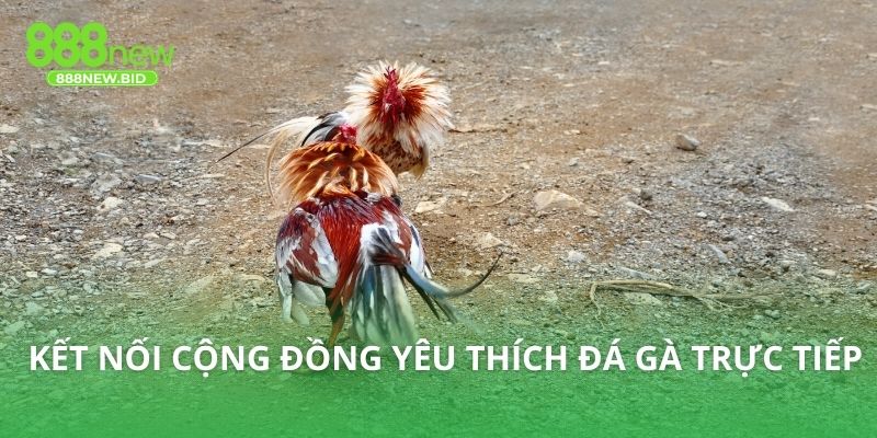 Kết nối cộng đồng yêu thích đá gà trực tiếp