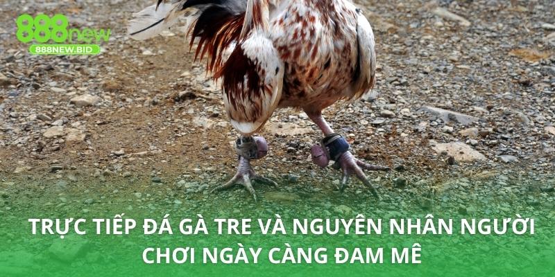 Trực tiếp đá gà tre và nguyên nhân người chơi ngày càng đam mê