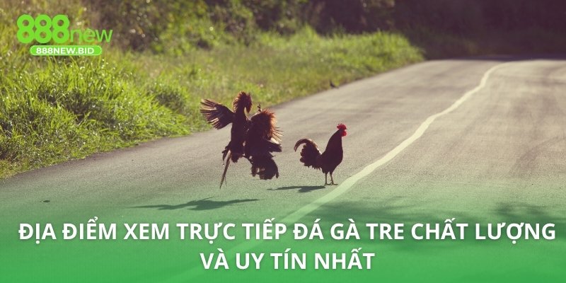 Địa điểm xem trực tiếp đá gà tre chất lượng và uy tín nhất