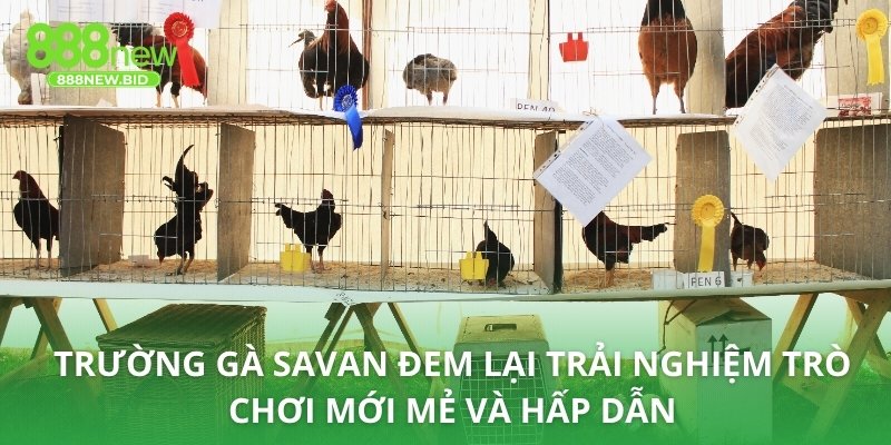 Trường gà Savan đem lại trải nghiệm trò chơi mới mẻ và hấp dẫn